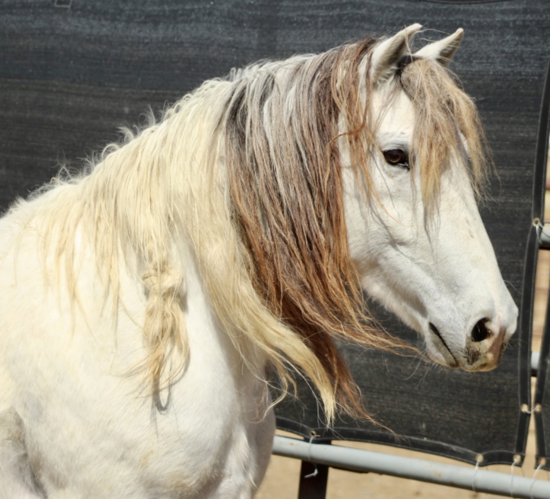 BLOG No2 Jenseits des Mustang Makeovers